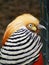 Red golden pheasant