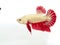 Red golden plakat betta fish with fluffy fins.