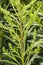 Red Goldenrod Aphid feeding on Goldenrod plant