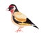 Red goldfinch watercolor illustration in beautiful style on white background. Invitation, greeting card. Colorful