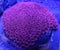 Red Goniopora Coral