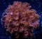 Red goniopora flower pot coral