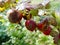 Red gooseberries on a branch of gooseberry bush with a powdery mildew Podosphaera mors-uvae