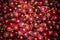 Red gooseberries closeup