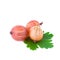 Red Gooseberries with leaf isolated