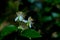 Red gooseberry flowers are blooming