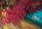 Red gorgonian Paramuricea clavata with a zebra seabream fish underwater