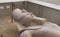 Red granite statue of Ramesses II in Memphis, Egypt