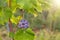 Red grape closeup in a vineyard during autumn