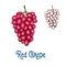 Red grape fruit isolated sketch for food design