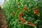 Red grape tomatoes ripening in clusters in glasshouse