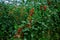 Red grape tomatoes ripening in clusters in glasshouse