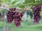 Red grape vine