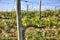 Red grape vineyard in Tuscany