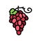 red grapes bunch color icon vector illustration