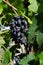 red grapes, bunch of grapes while harvesting, pruning, harvesting and harvesting grapes, in the rows with intense green leaves