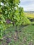 Red grapes green leaves vine Autumn landscape