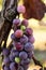 Red Grapes Growing On Vine Close Up