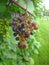 Red grapes growing on a vine stock near a wall