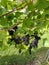 Red grapes growing on the vine vineyard Dunesforde Yorkshire England UK