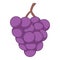 Red grapes icon, cartoon style