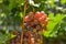 Red grapes on plantations in the winery. Growing vineyards for the manufacture of various varieties of wine