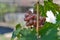 Red grapes on plantations in the winery. Growing vineyards for the manufacture of various varieties of wine