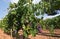 Red grapes ripening on wine stock