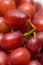 Red grapes. Soft close up of juicy healthy snack fruit.