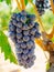 Red grapes on the vine. Tinta de Toro grape.