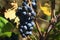 Red grapes in the vineyard