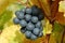 Red grapes in a vineyard, closeup