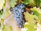 Red grapes in vineyard in Franschhoek, South Africa