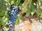 Red grapes in vineyard in Franschhoek, South Africa