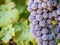 Red grapes in vineyard in Franschhoek, South Africa, close up