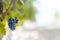 Red grapes in a vineyard, La Rioja, Spain