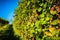 Red grapes on vineyard over bright green background. Autumn sun