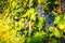 Red grapes on vineyard over bright green background. Autumn sun