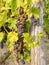 Red grapes in a Vineyard in Piedmont