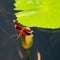 Red Grasshawk Dragonfly in Bali.