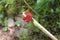 Red Grasshawk dragonfly, Common parasol, male