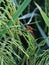 red grasshawk dragonfly on a paddy plant