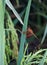 red grasshawk dragonfly on a paddy plant