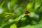 Red grasshawk dragonfly resting on a plant