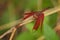 Red Grasshawk - Neurothemis fluctuans