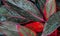 Red and gray leaves generic