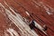 Red gray wooden texture of  worn painted board