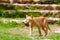 Red Greek cat in Byzantine town Mystras