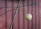 Red and Green Apple Suspended in the Air