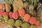 Red and green cactuses with rocks